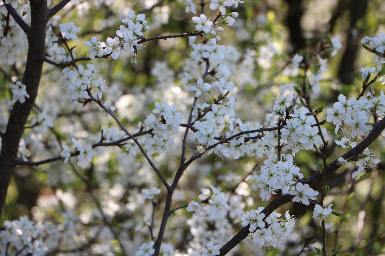 flower wood white free photo