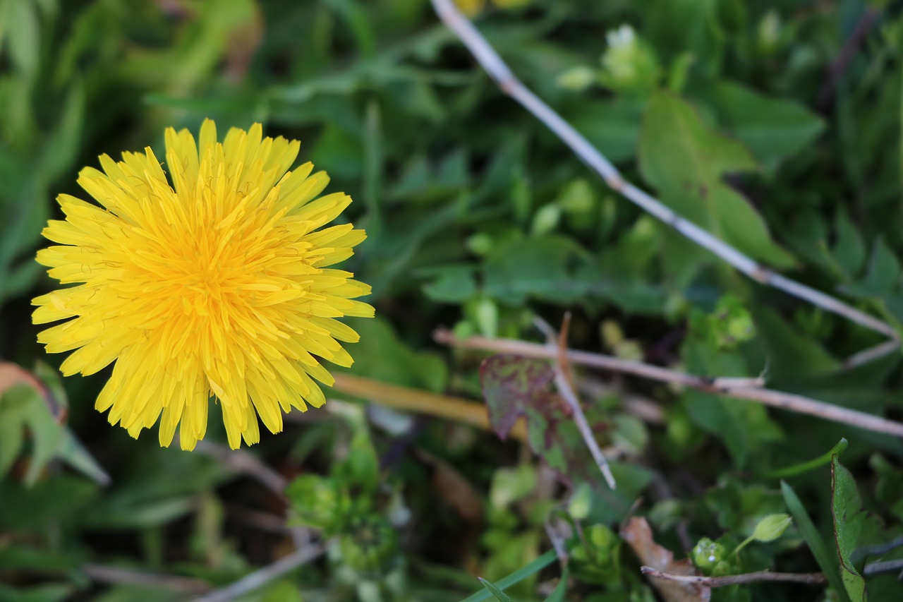 flower yellow plant free photo