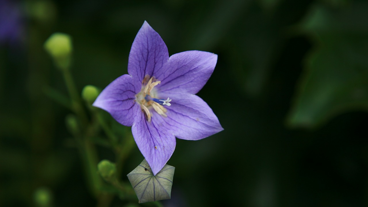 flower wildflower floral free photo