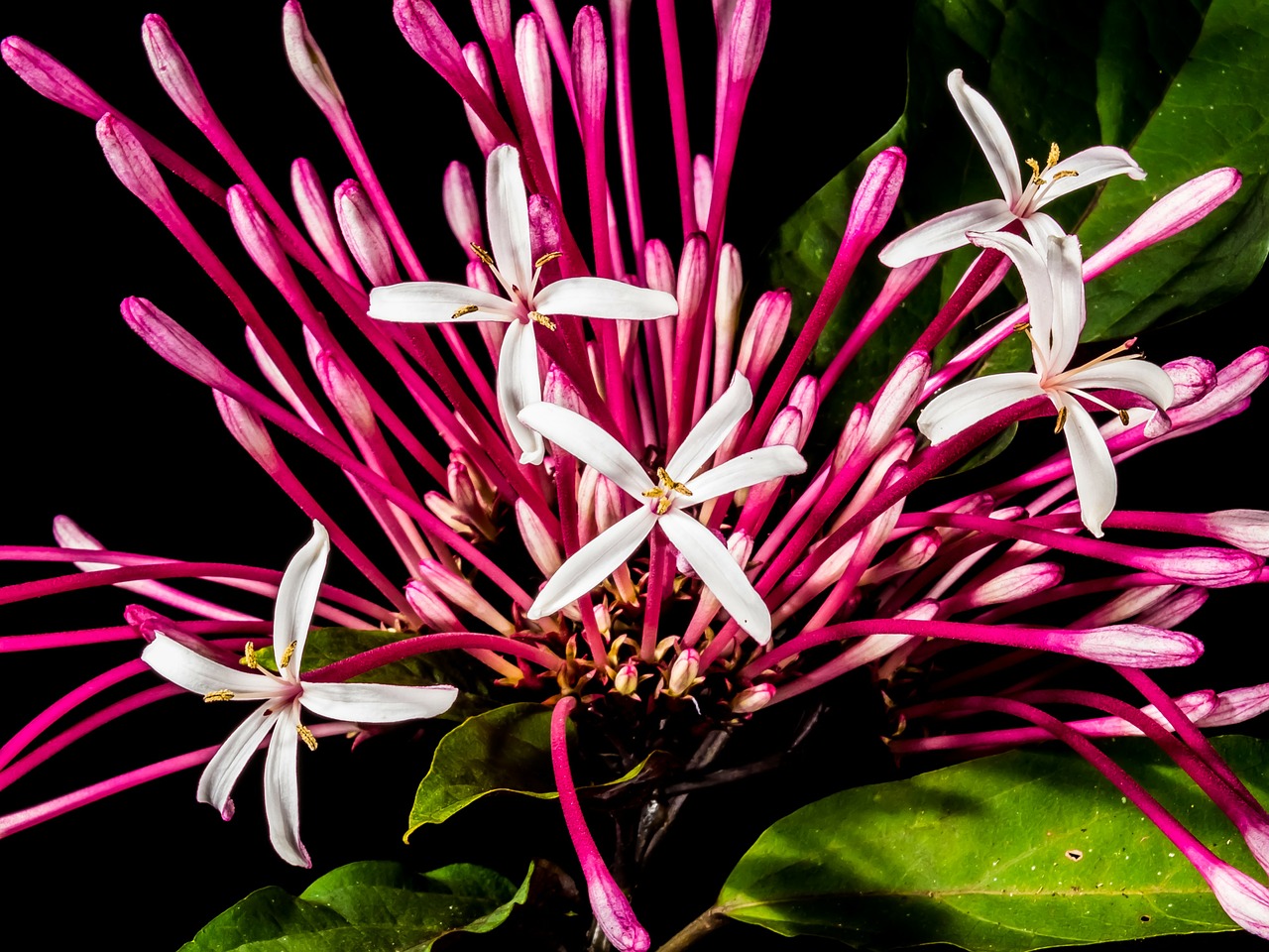 blossom bloom flower free photo