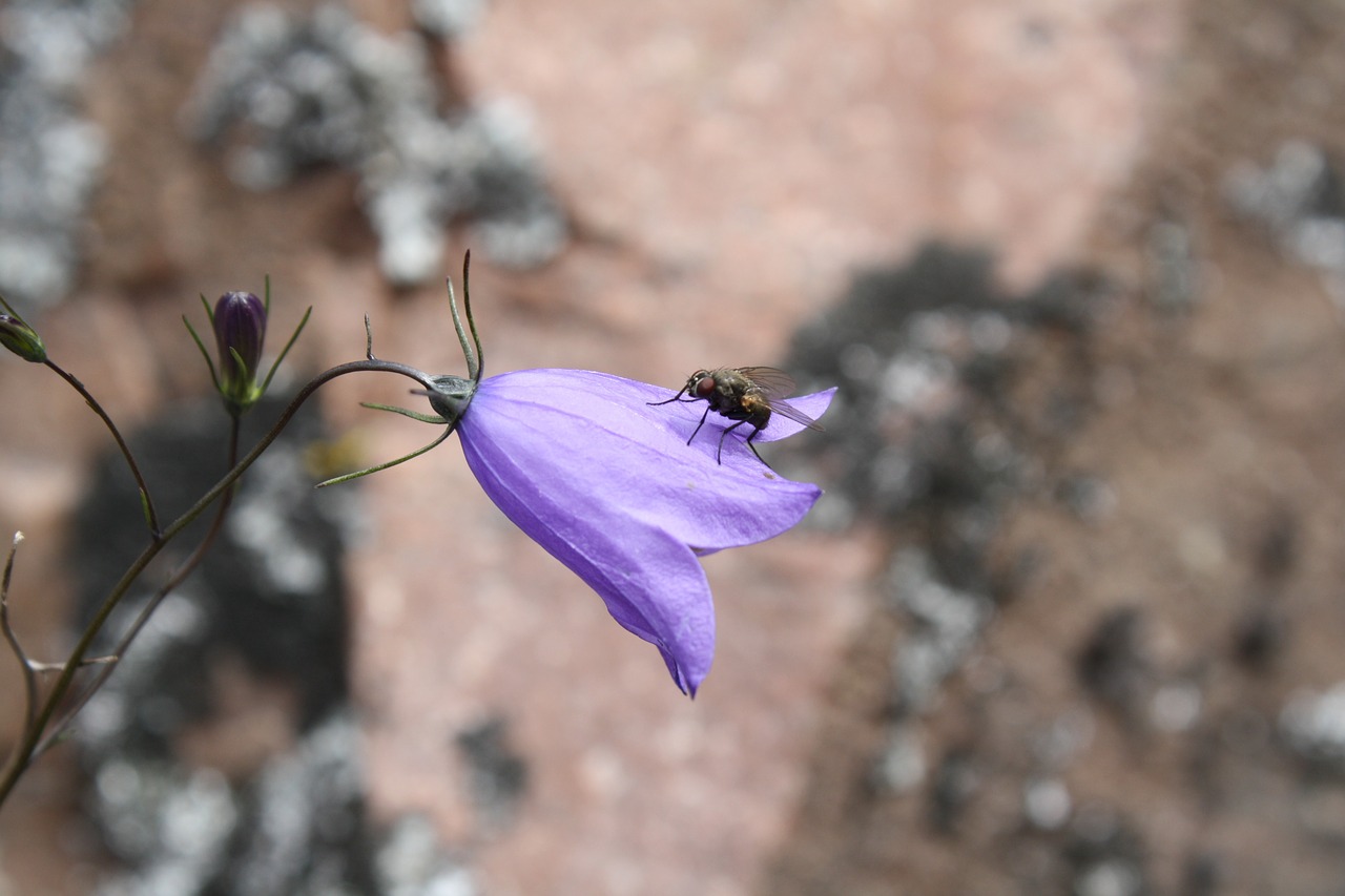 flower nature bellflower free photo