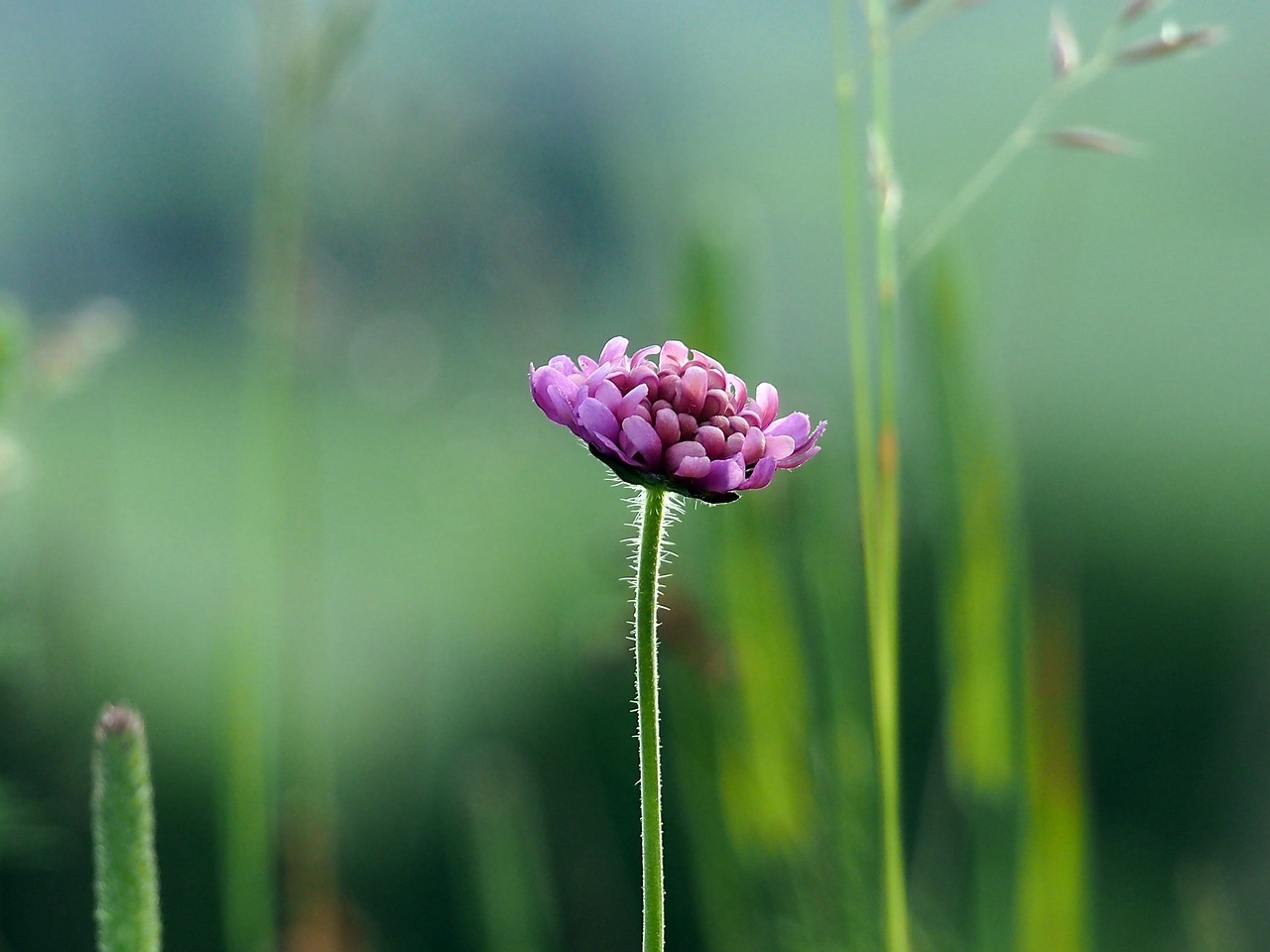 flower nature summer free photo