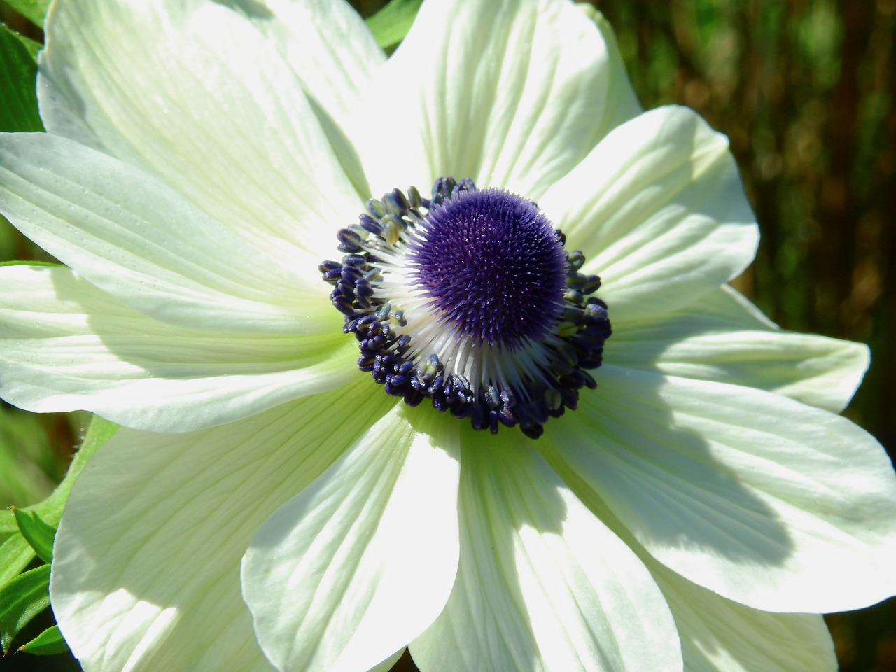 flower blossom bloom free photo