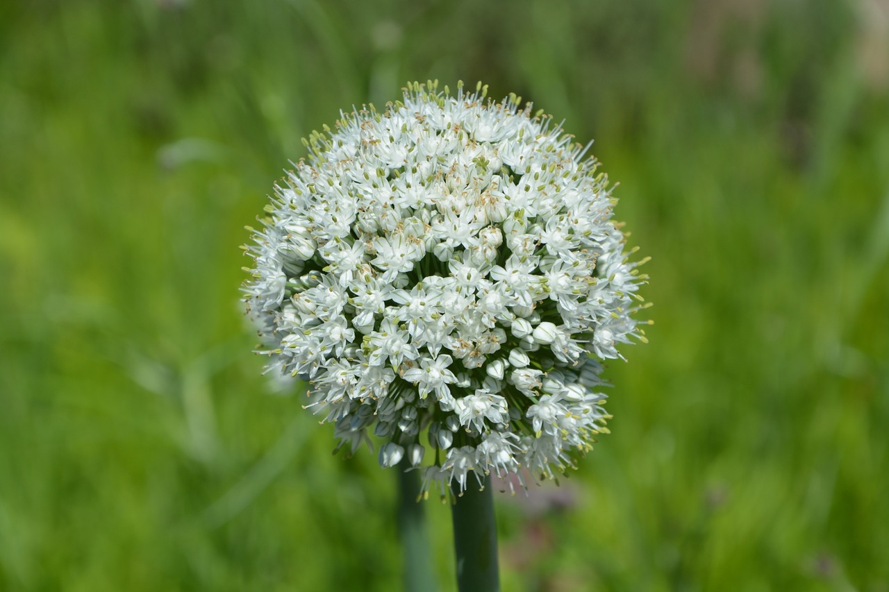 flower fields nature free photo