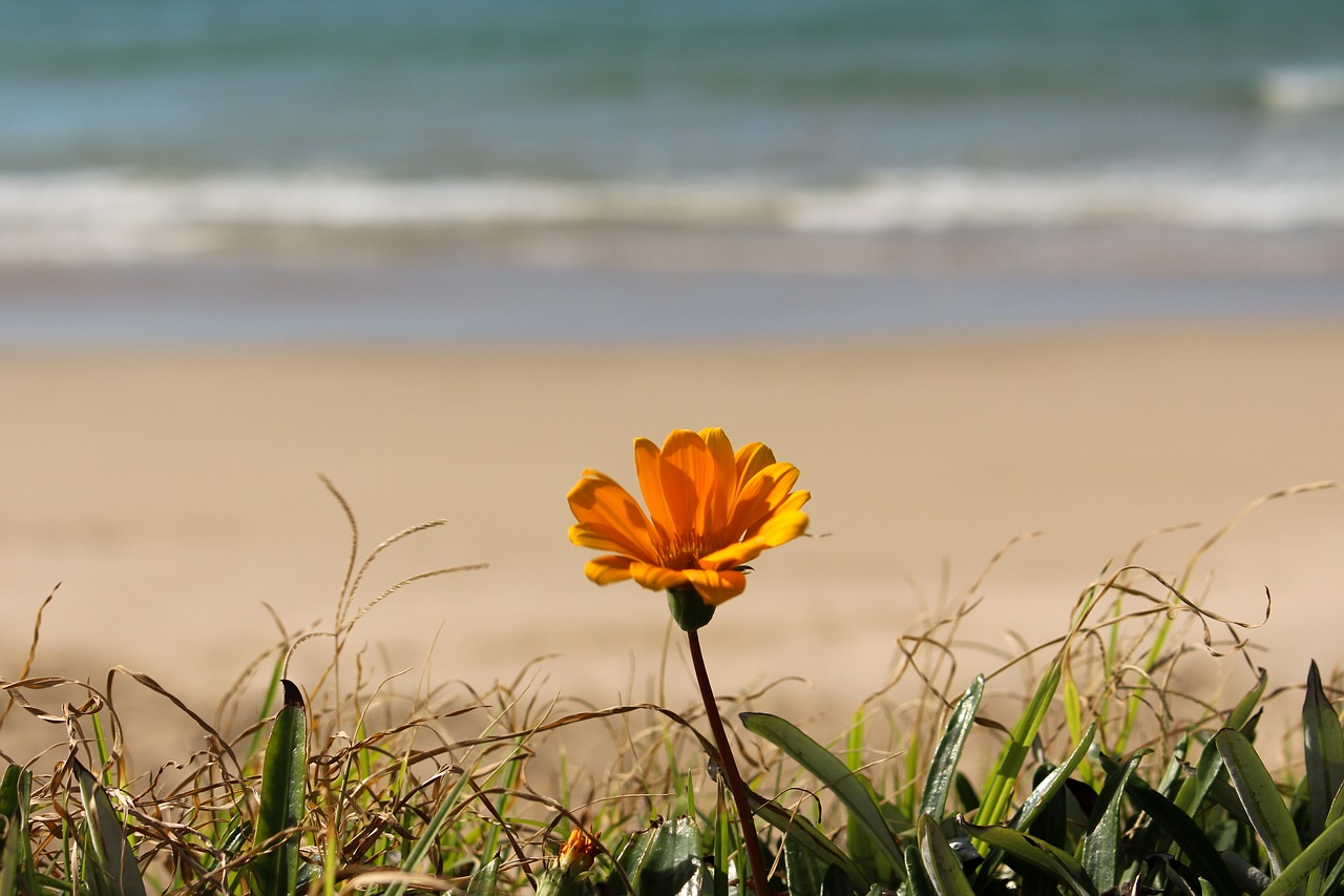 flower red floral free photo