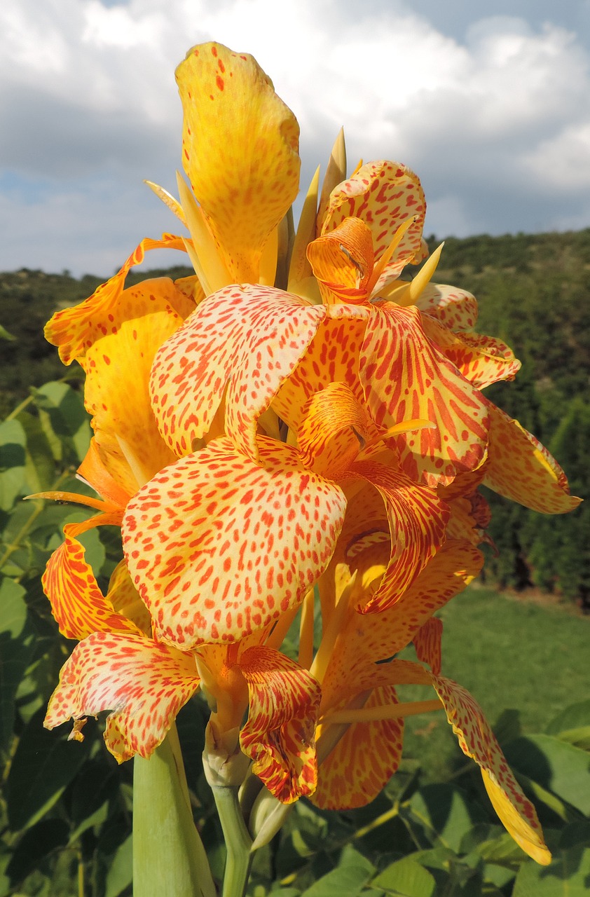 flower yellow nature free photo