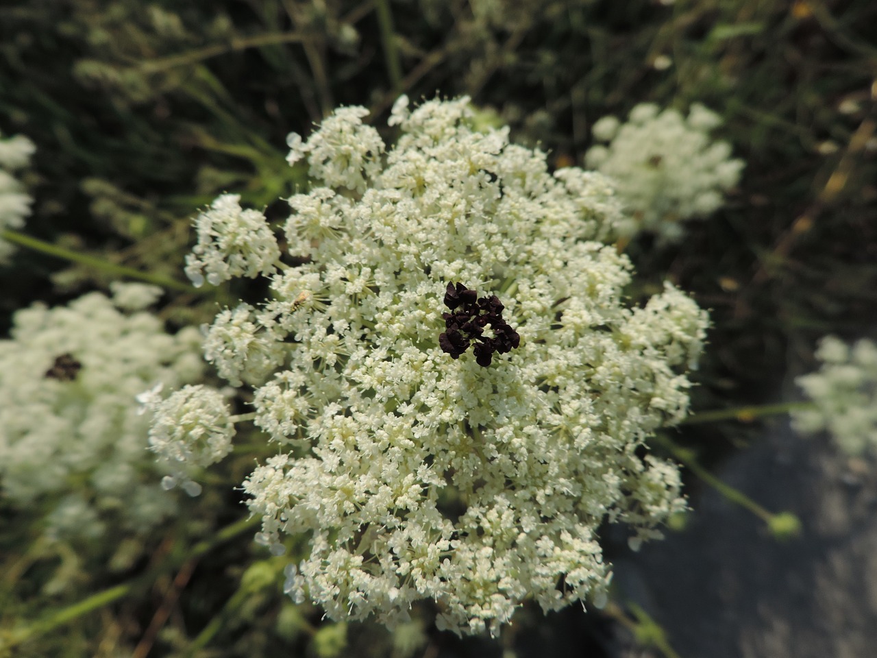 flower insect nature free photo