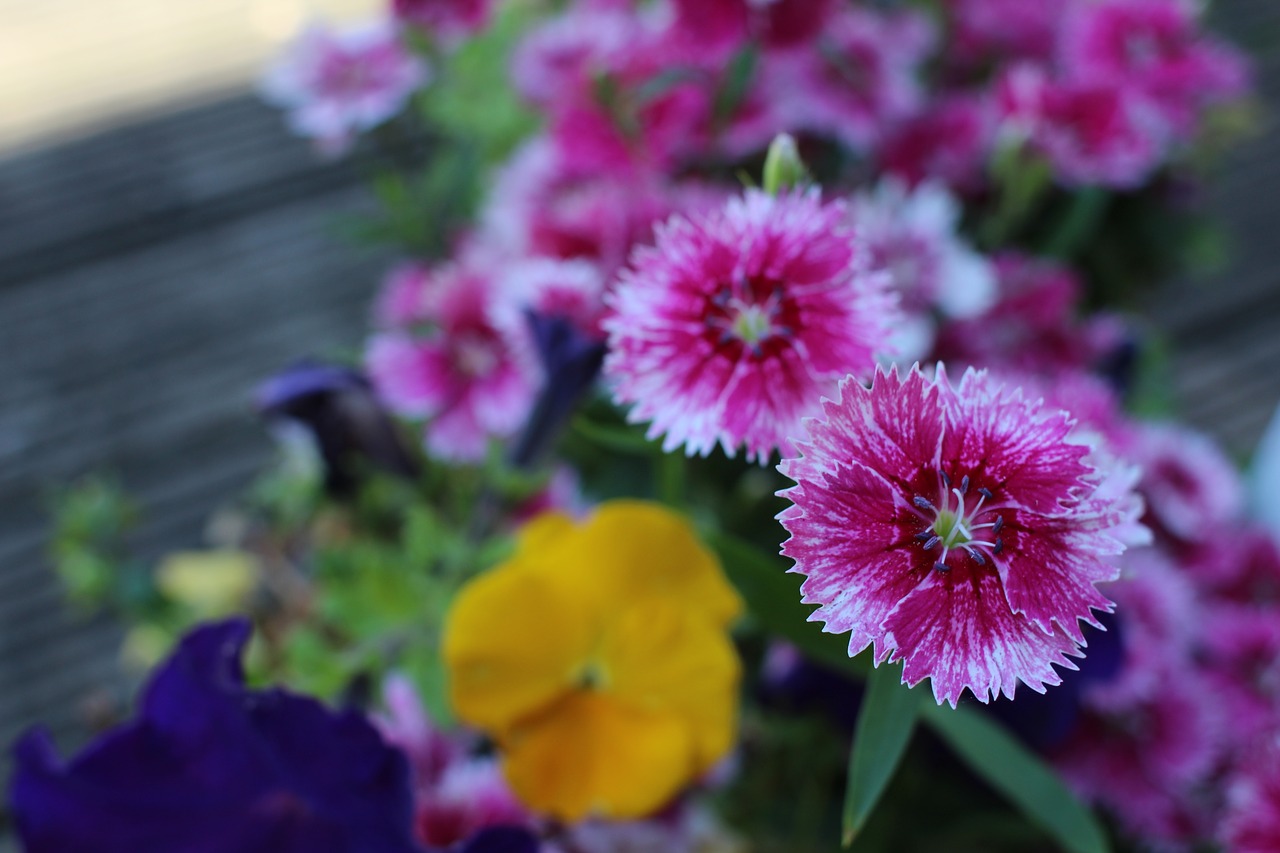 flower pink summer free photo