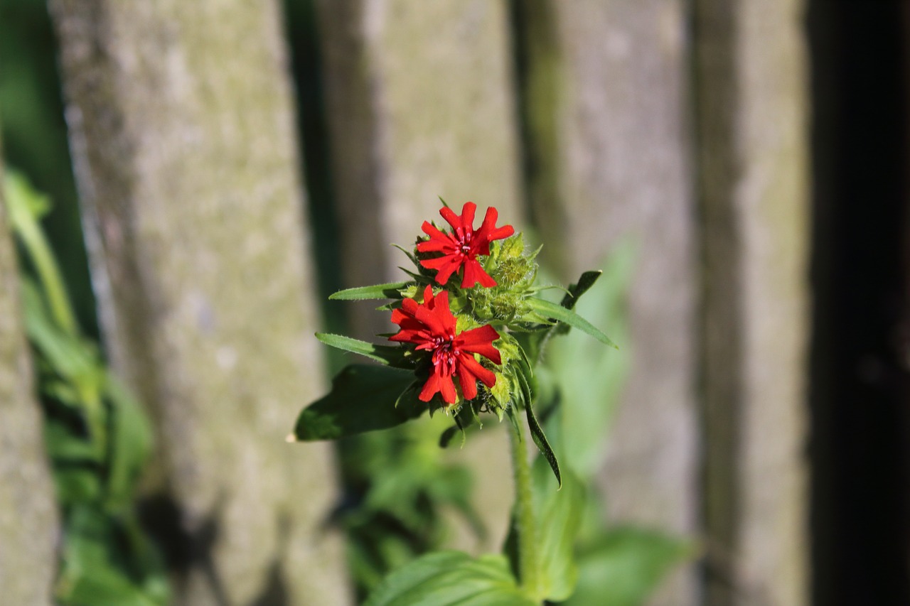 flower red plant free photo