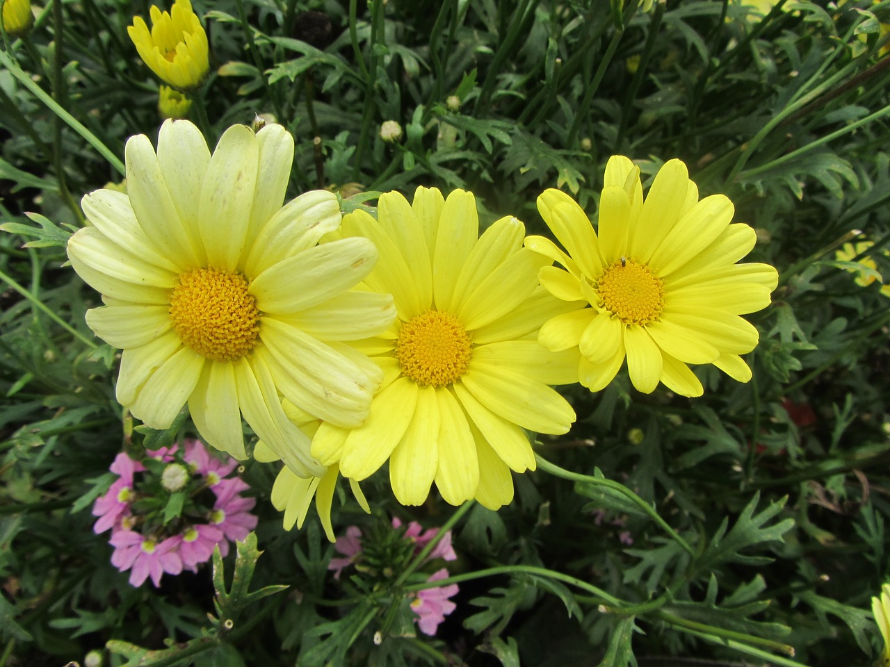 flower yellow nature free photo