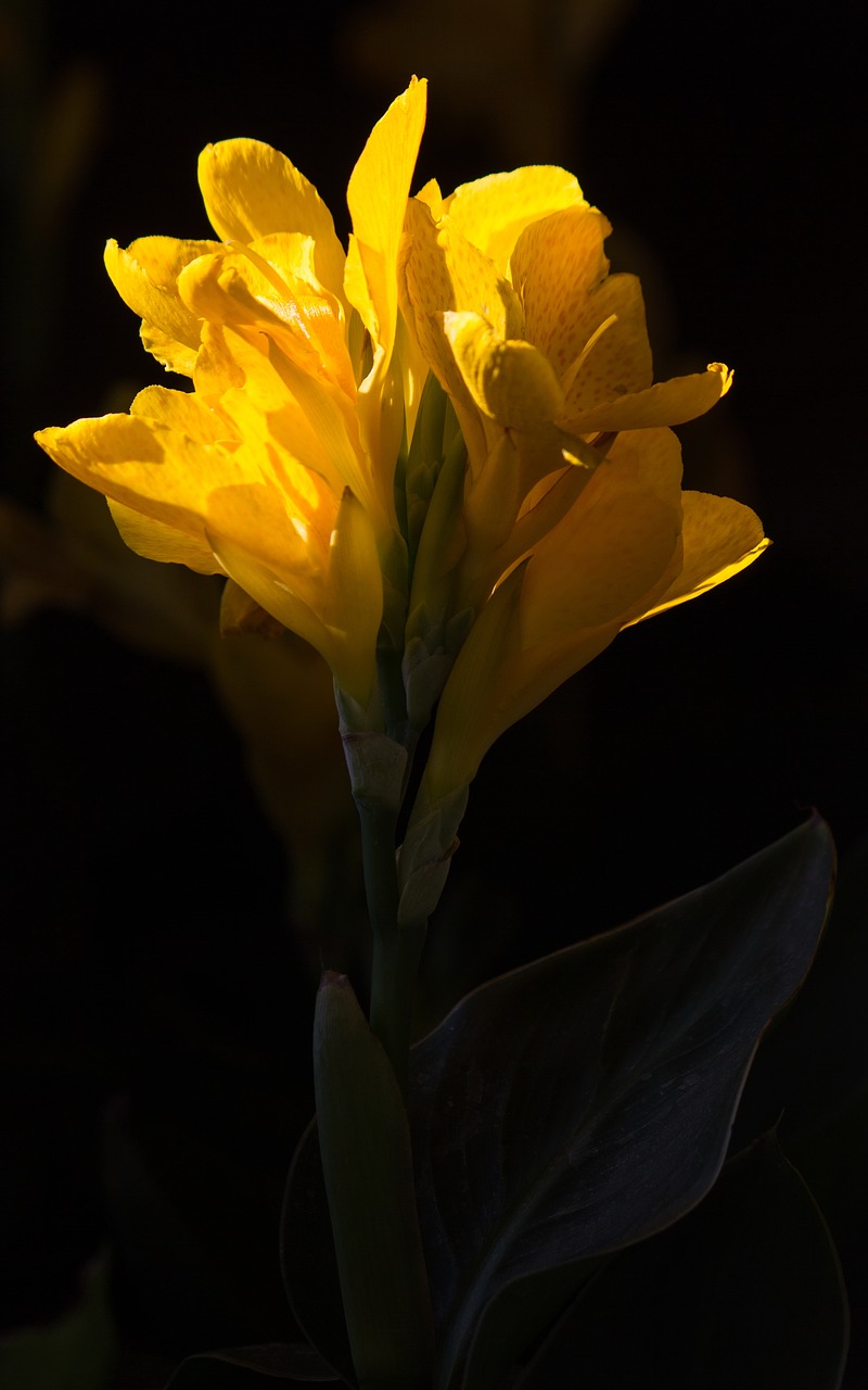 flower orchid yellow free photo