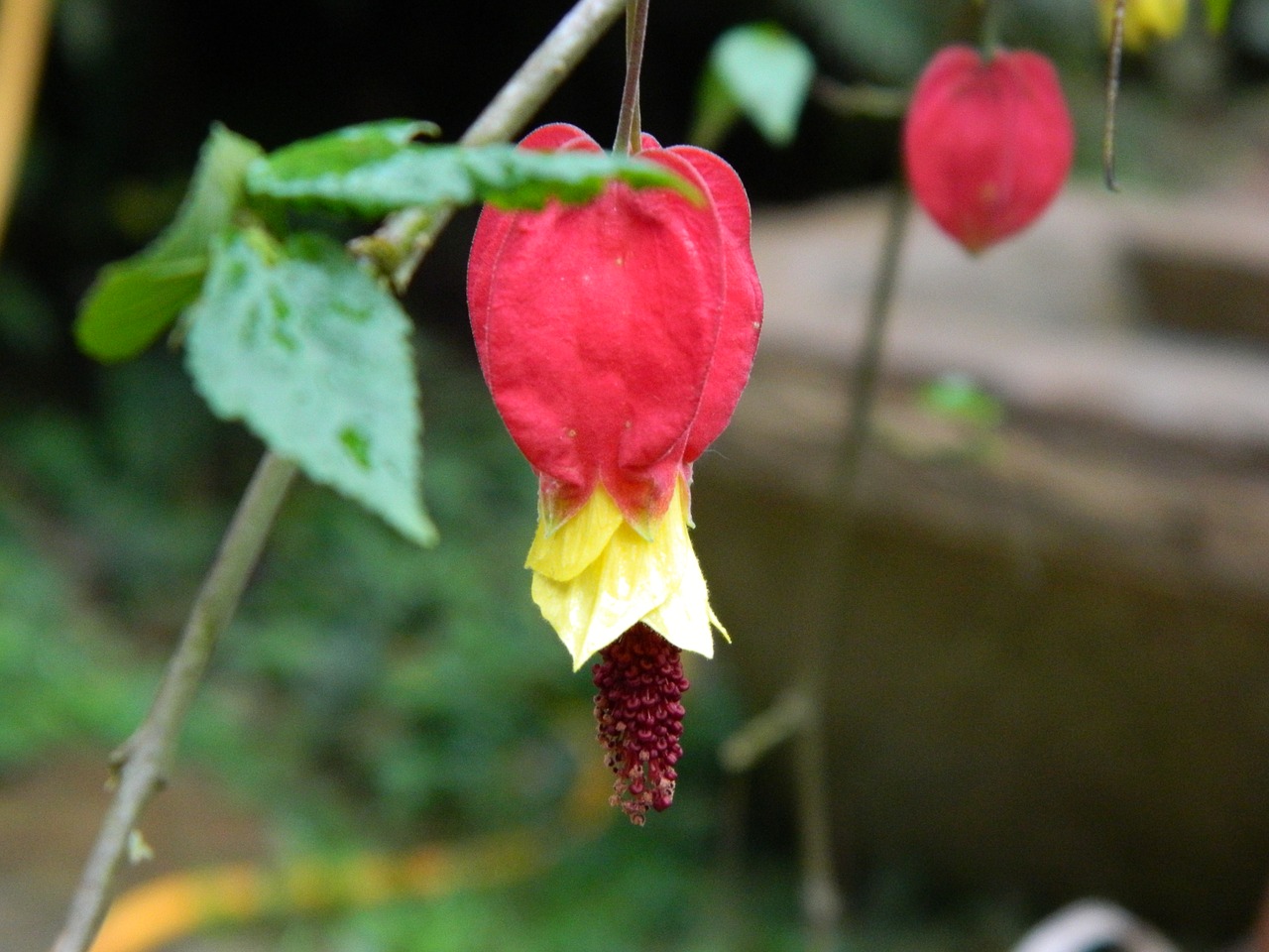 flower garden nature free photo