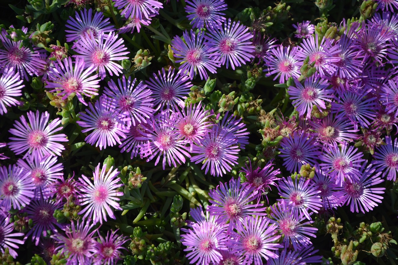 flower mallows nature free photo