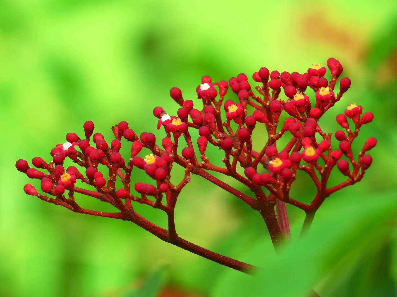 flower nature garden free photo