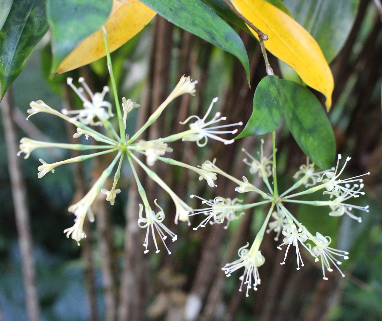 flower flower structure white flowers free photo