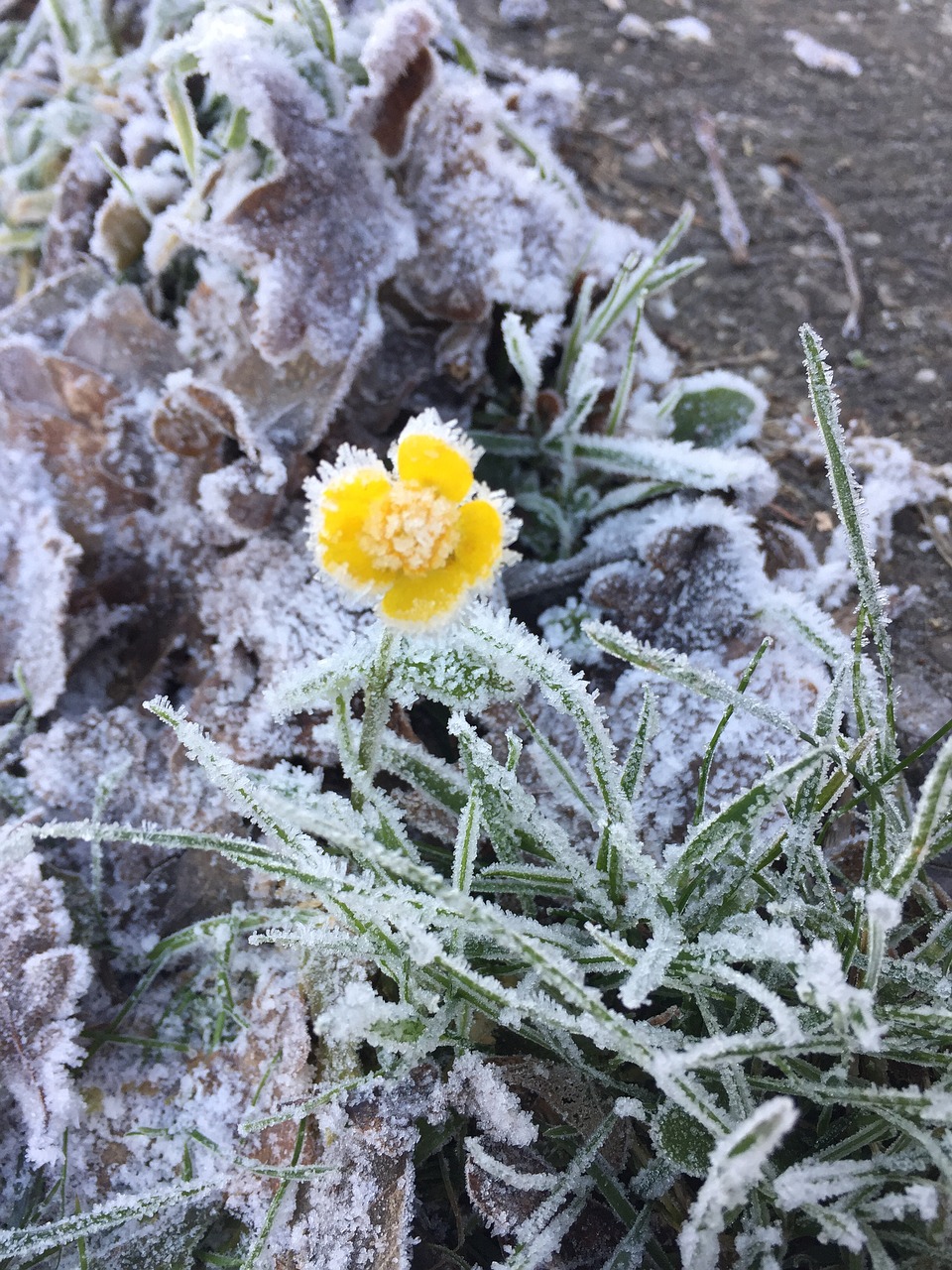 flower nature frost free photo