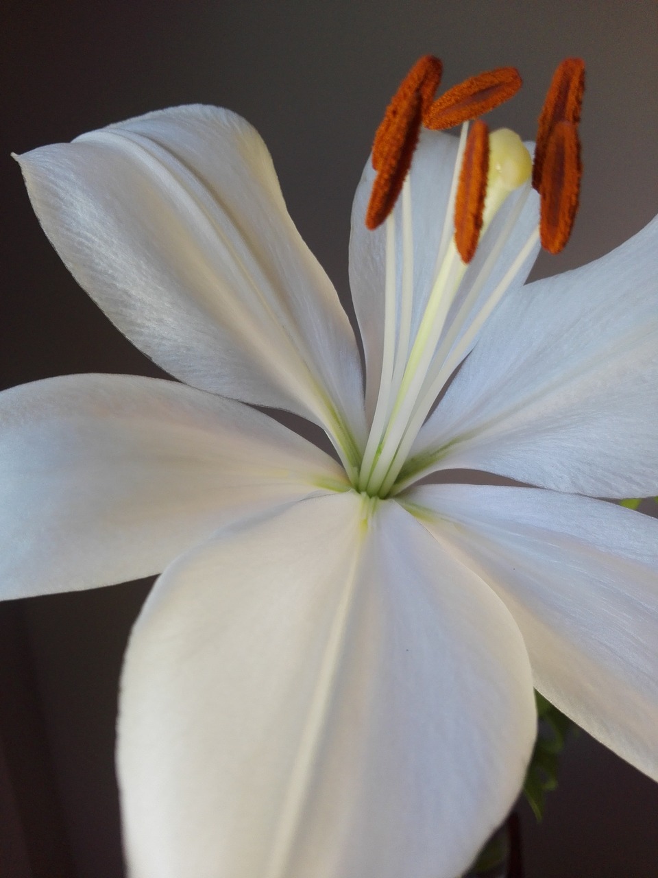 flower garden petal free photo