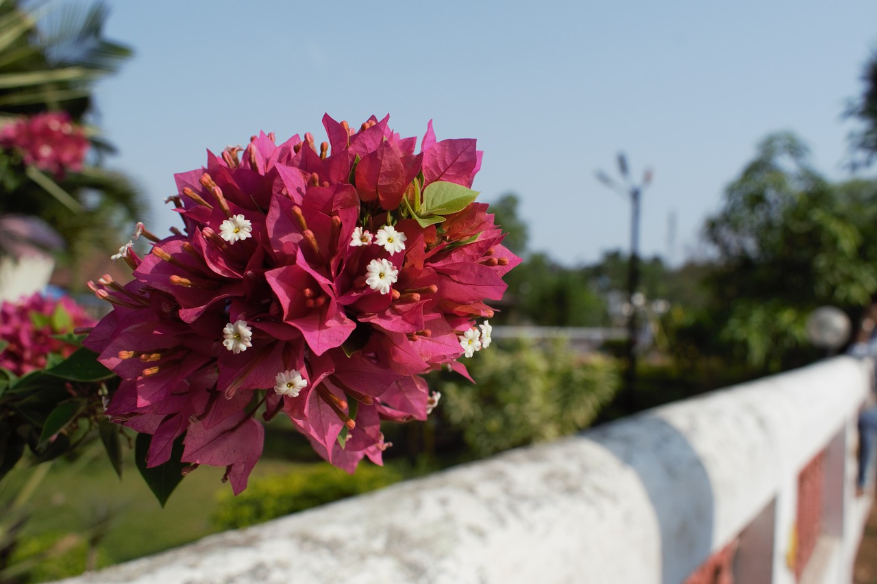 flower pink white free photo