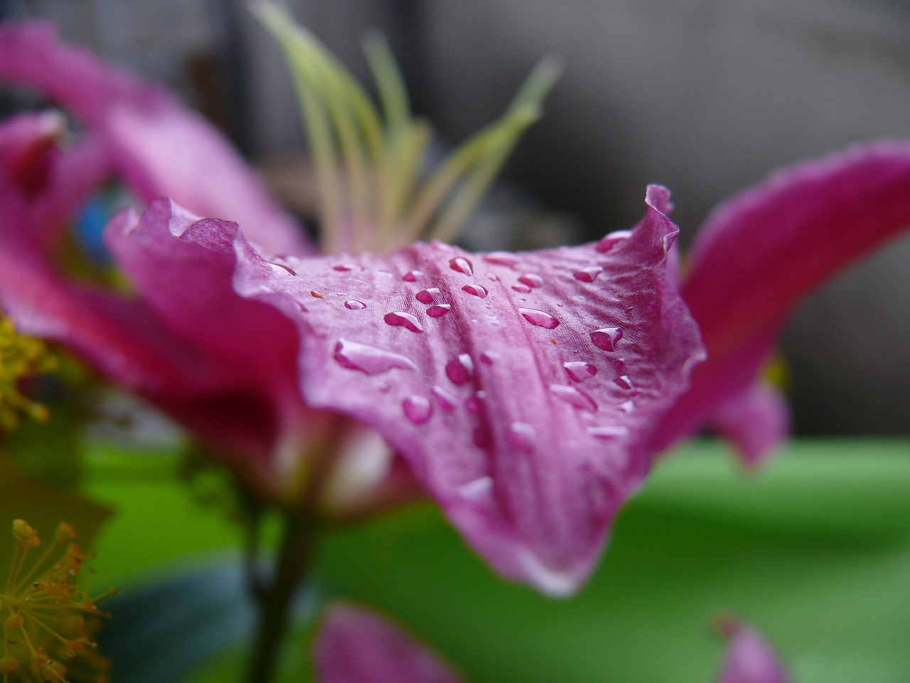 flower rose lilium free photo