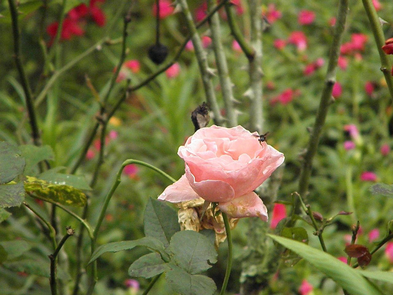 flower spring bee free photo