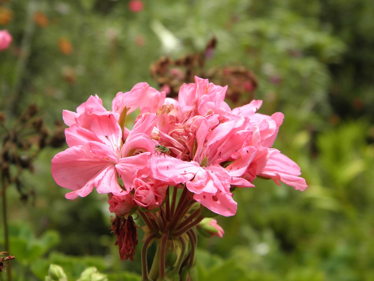 flower nature bee free photo