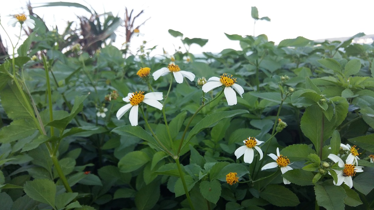 flower green spring free photo