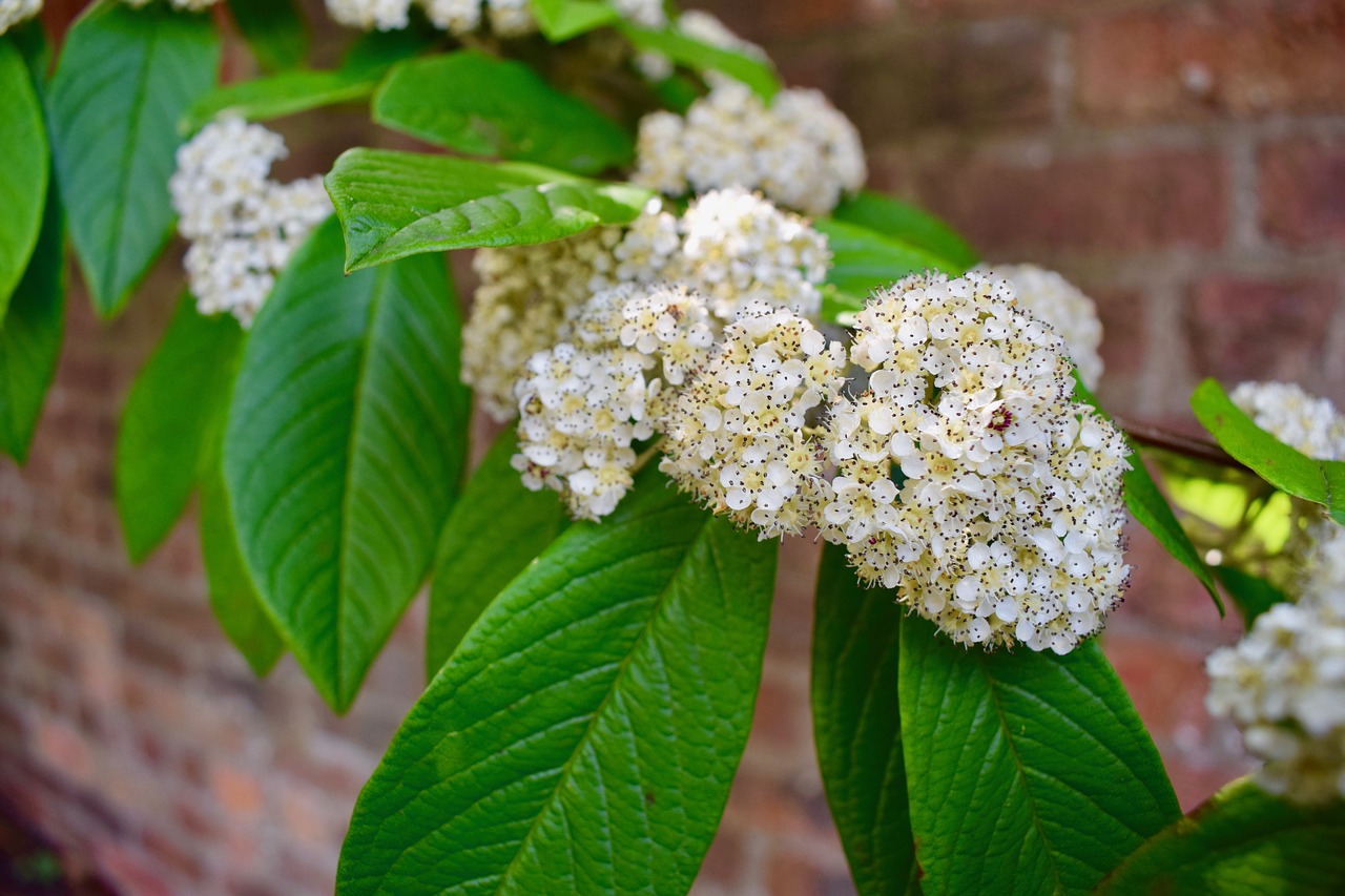 flower white blossom free photo