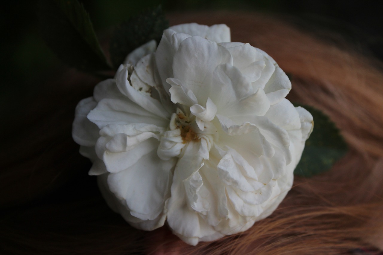 flower rose white rose free photo