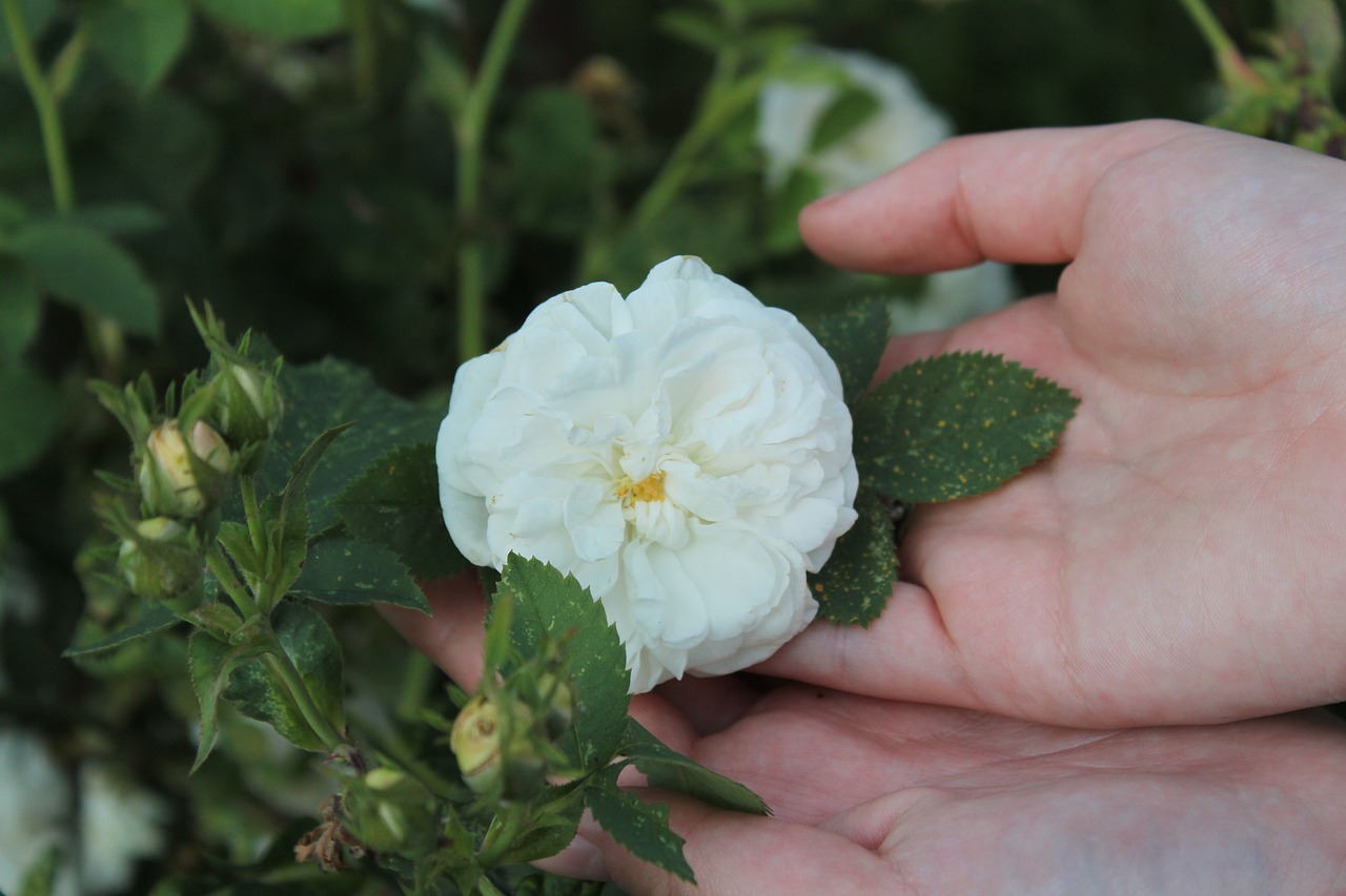 flower rose white rose free photo