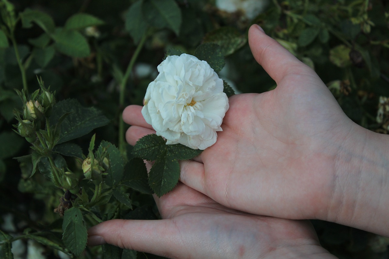 flower rose white rose free photo