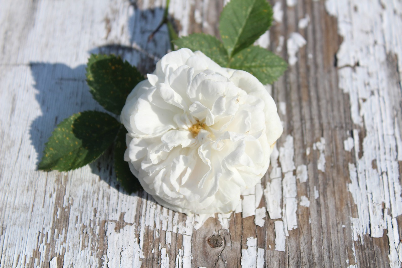 flower rose white rose free photo