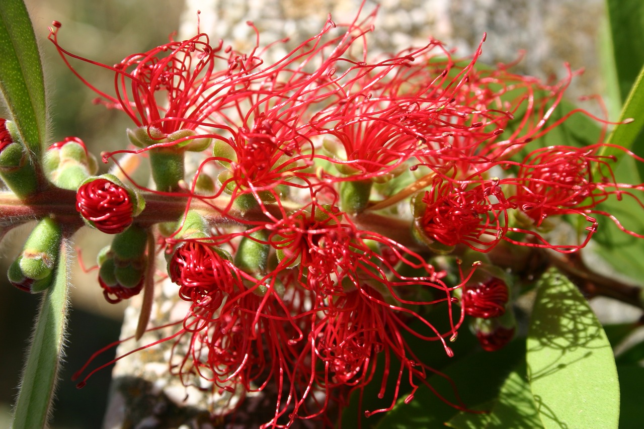 flower red flowers rossi free photo