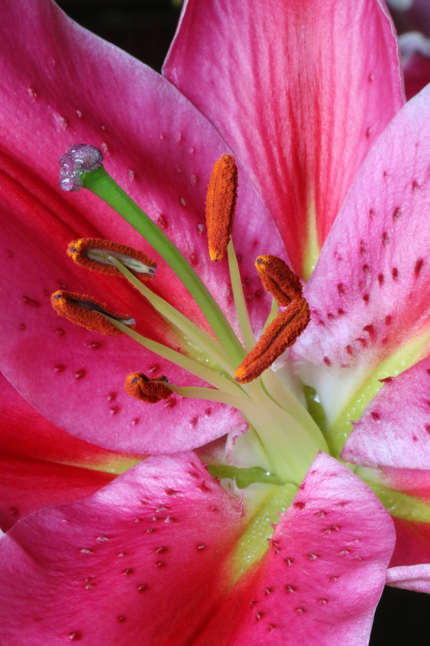 flower lily pink free photo