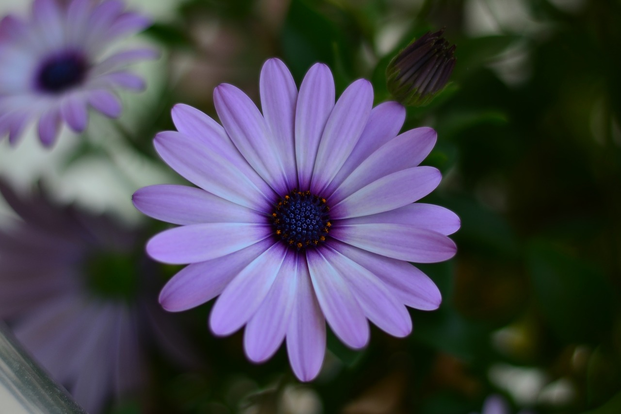 flower green plant free photo