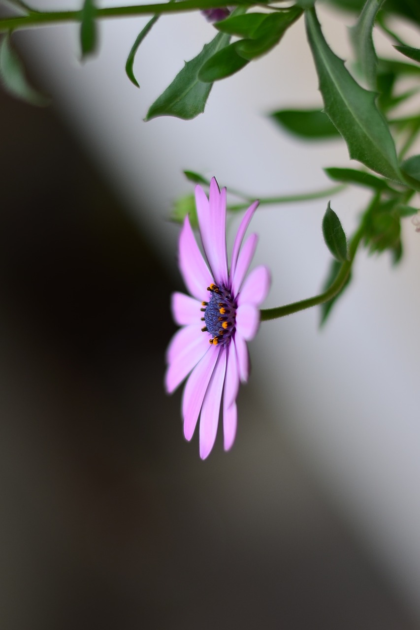 flower green plant free photo