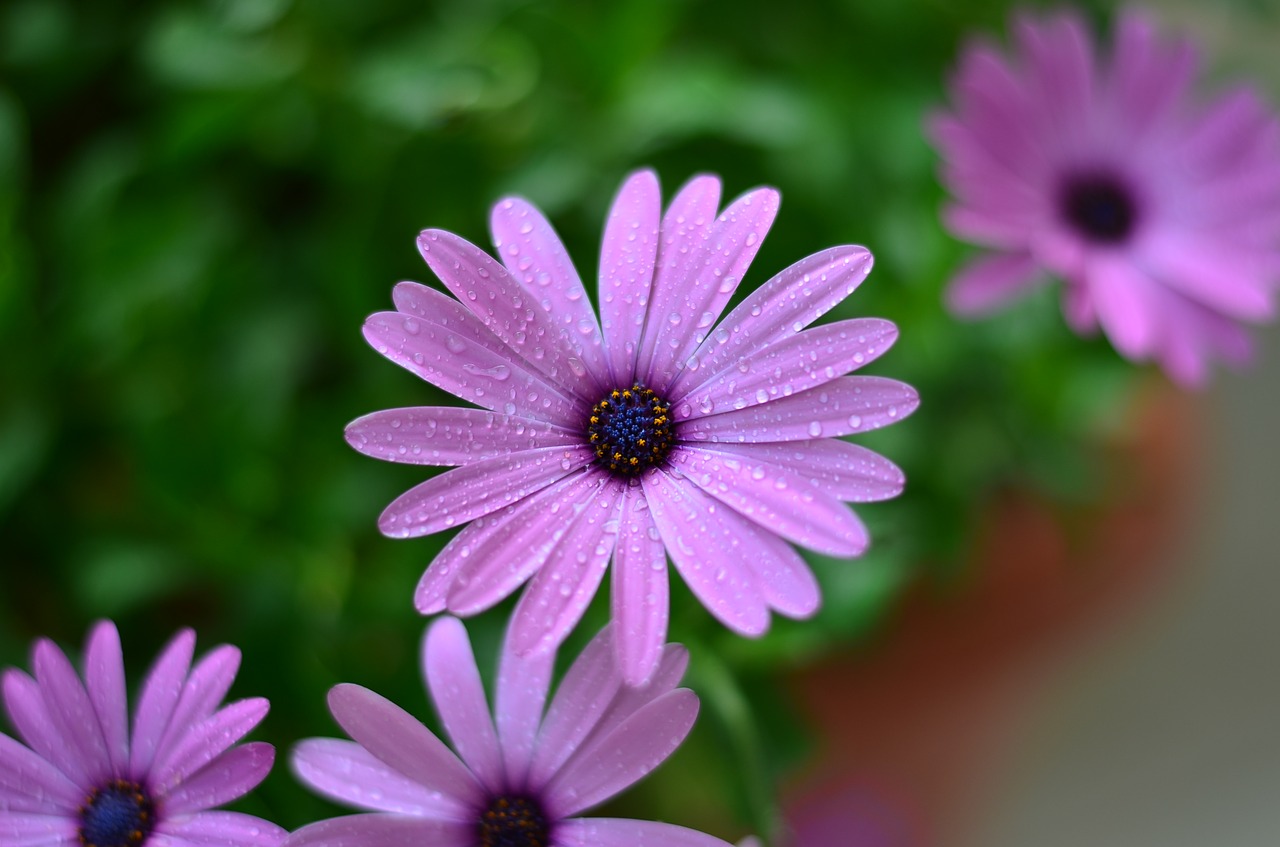 flower green plant free photo