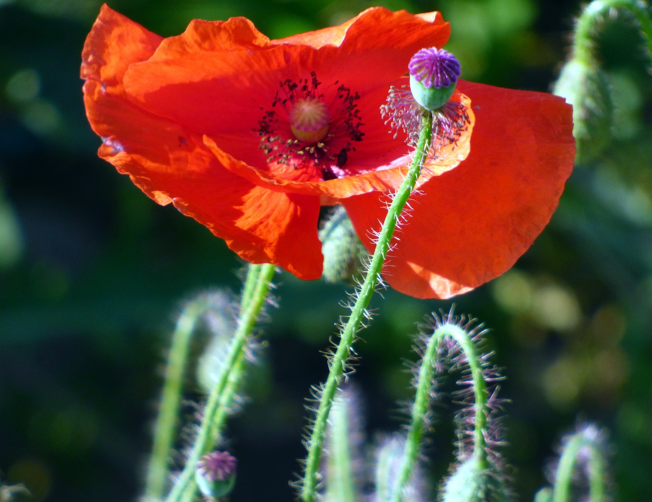 flower poppy petals free photo