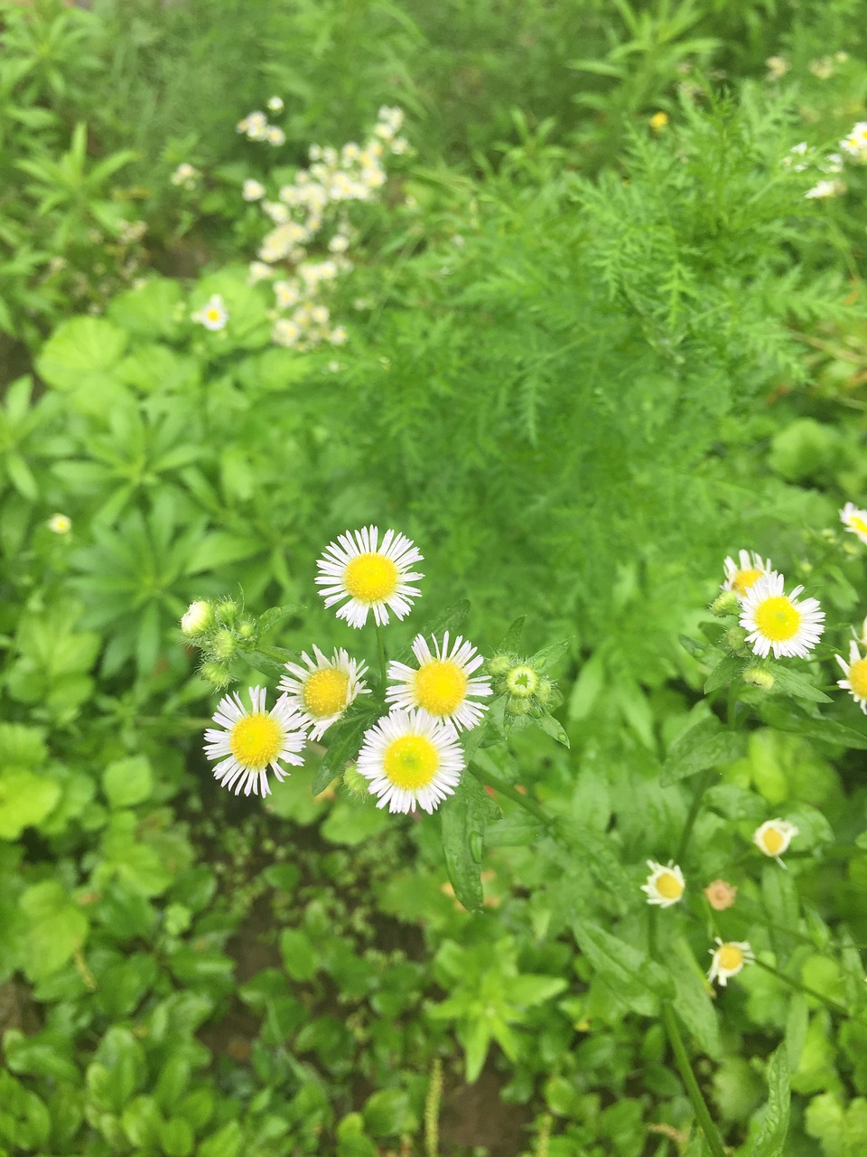 flower plant chrysanthemum free photo