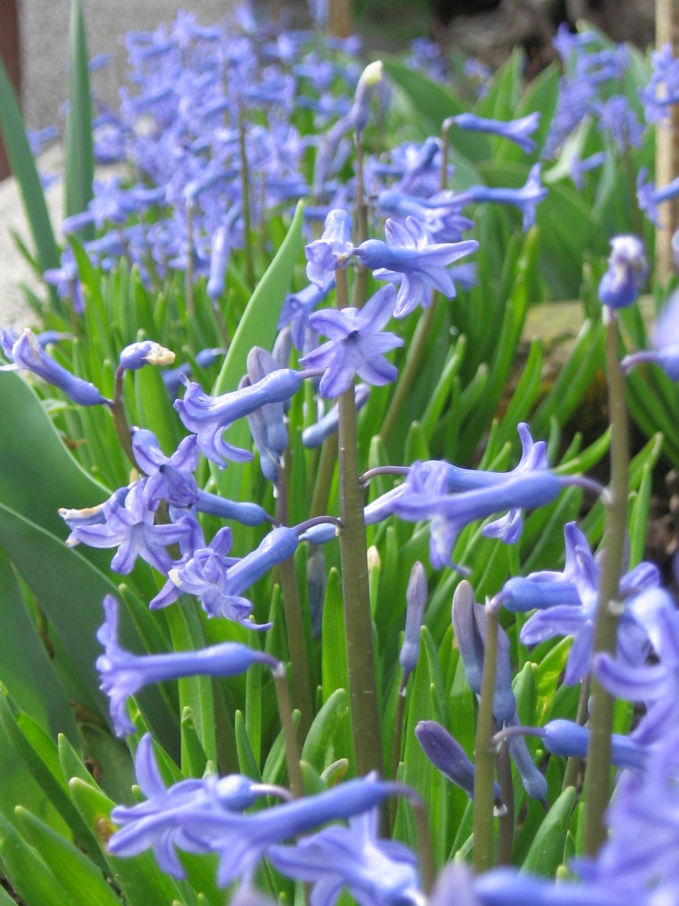 flower spring blue free photo