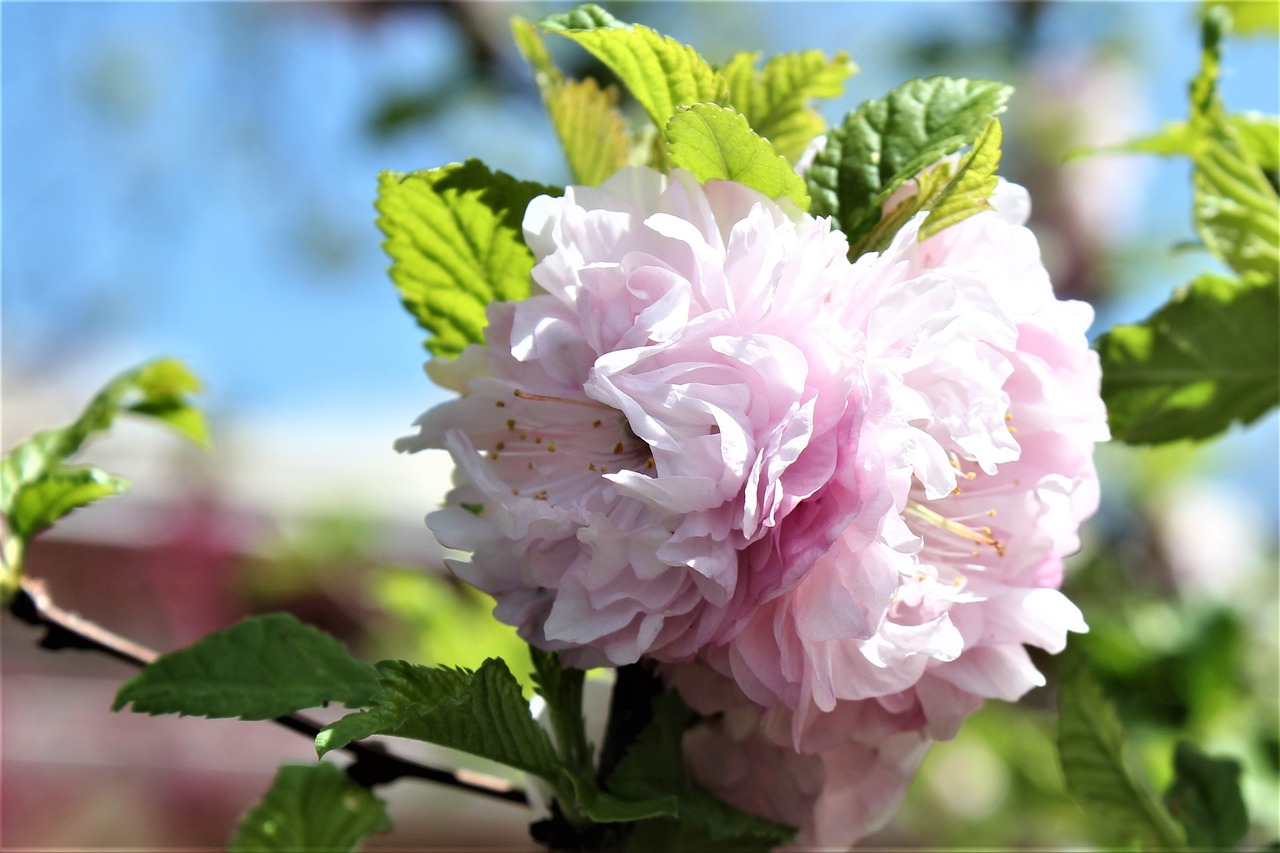 flower pink color free photo