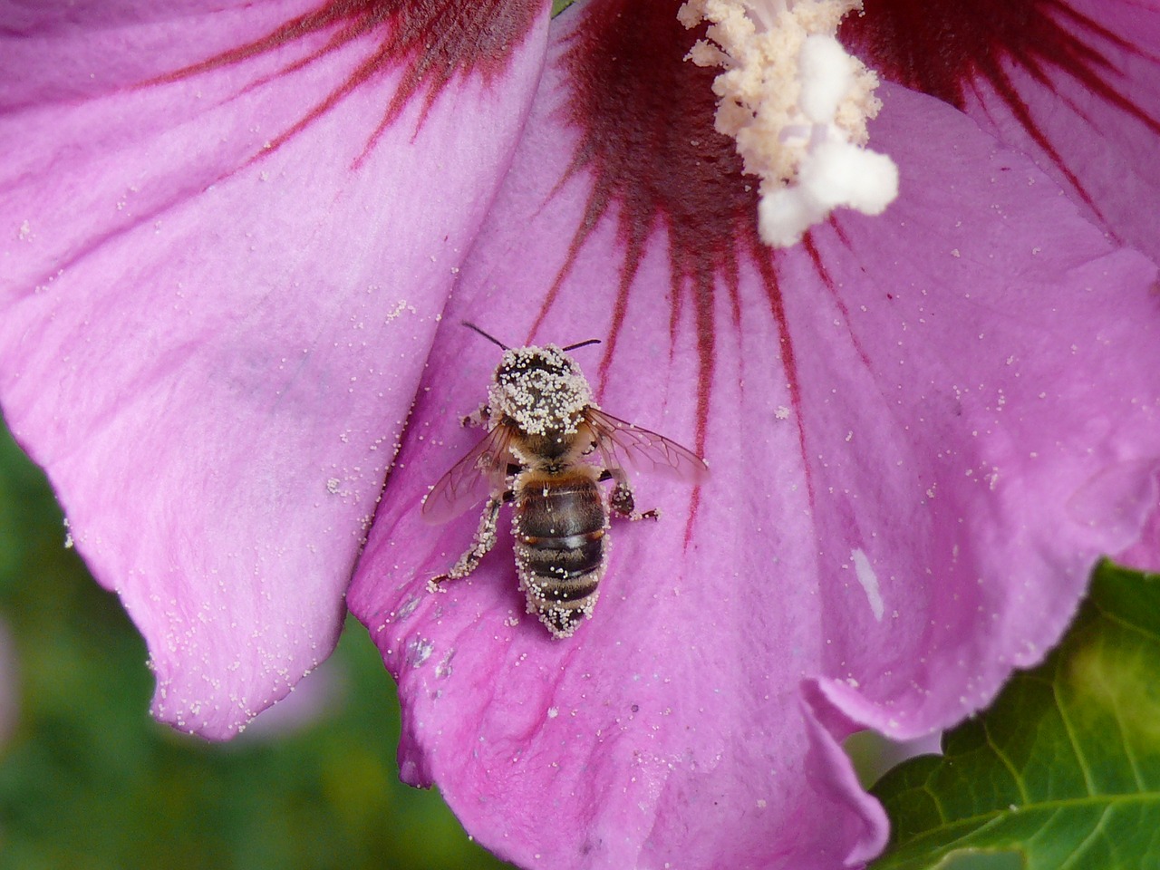 flower mallow bee free photo