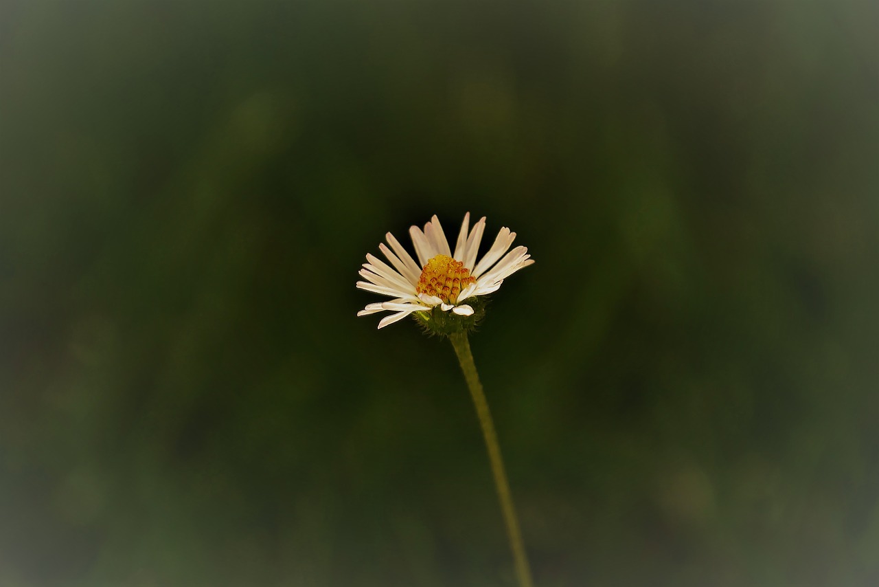 flower sun flower nature free photo