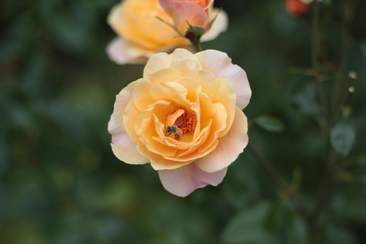 flower yellow rose free photo