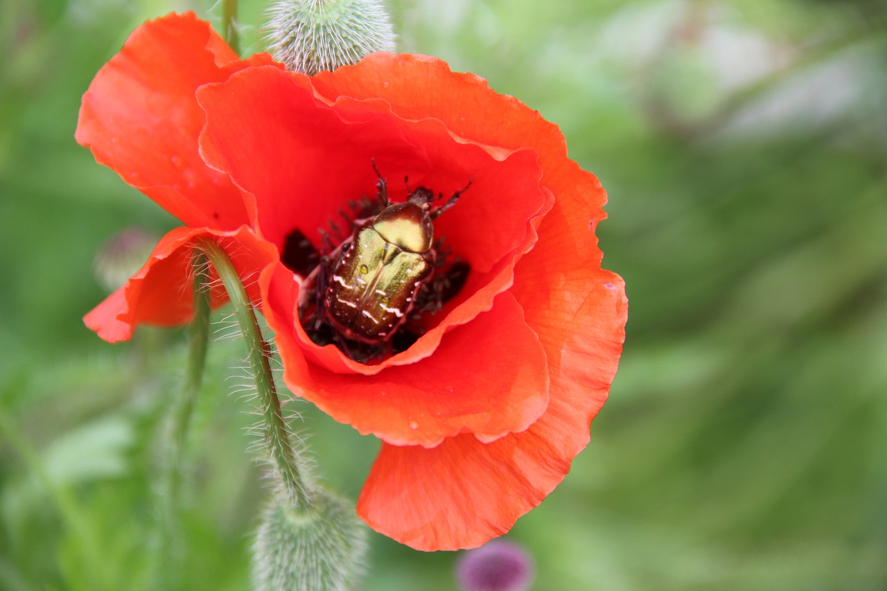 flower poppy nature free photo