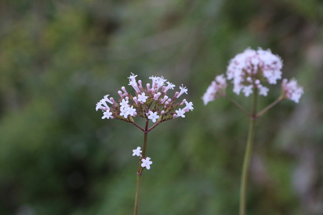 flower plant nature free photo