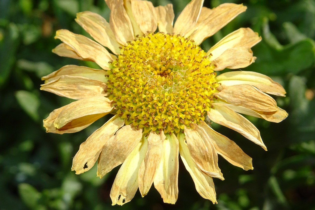 flower sun yellow free photo