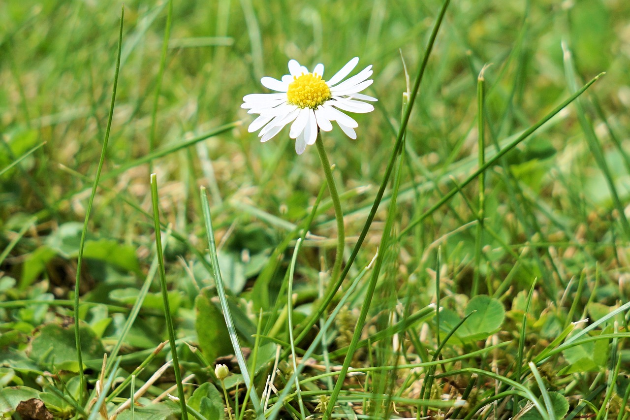 flower blossom bloom free photo