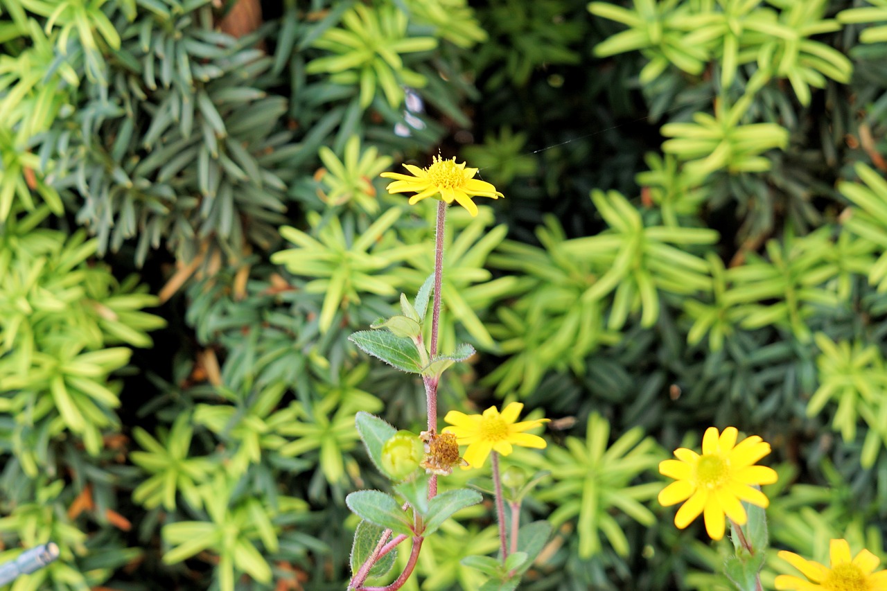 flower blossom bloom free photo