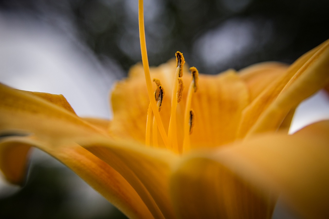 flower yellow macro free photo