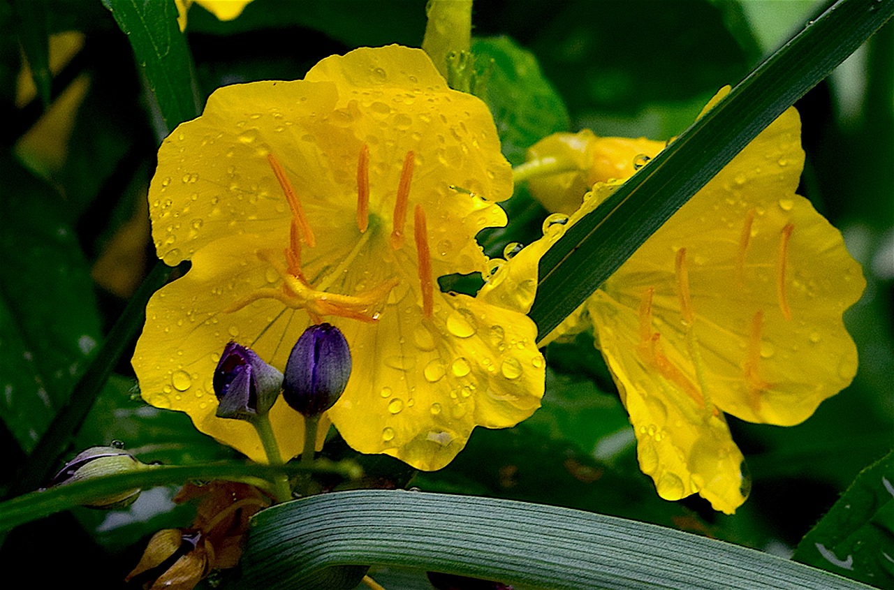 flower yellow petal free photo